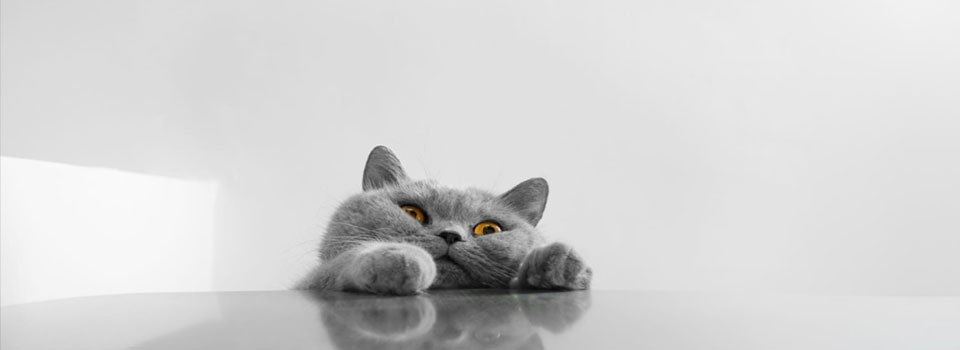 hcat